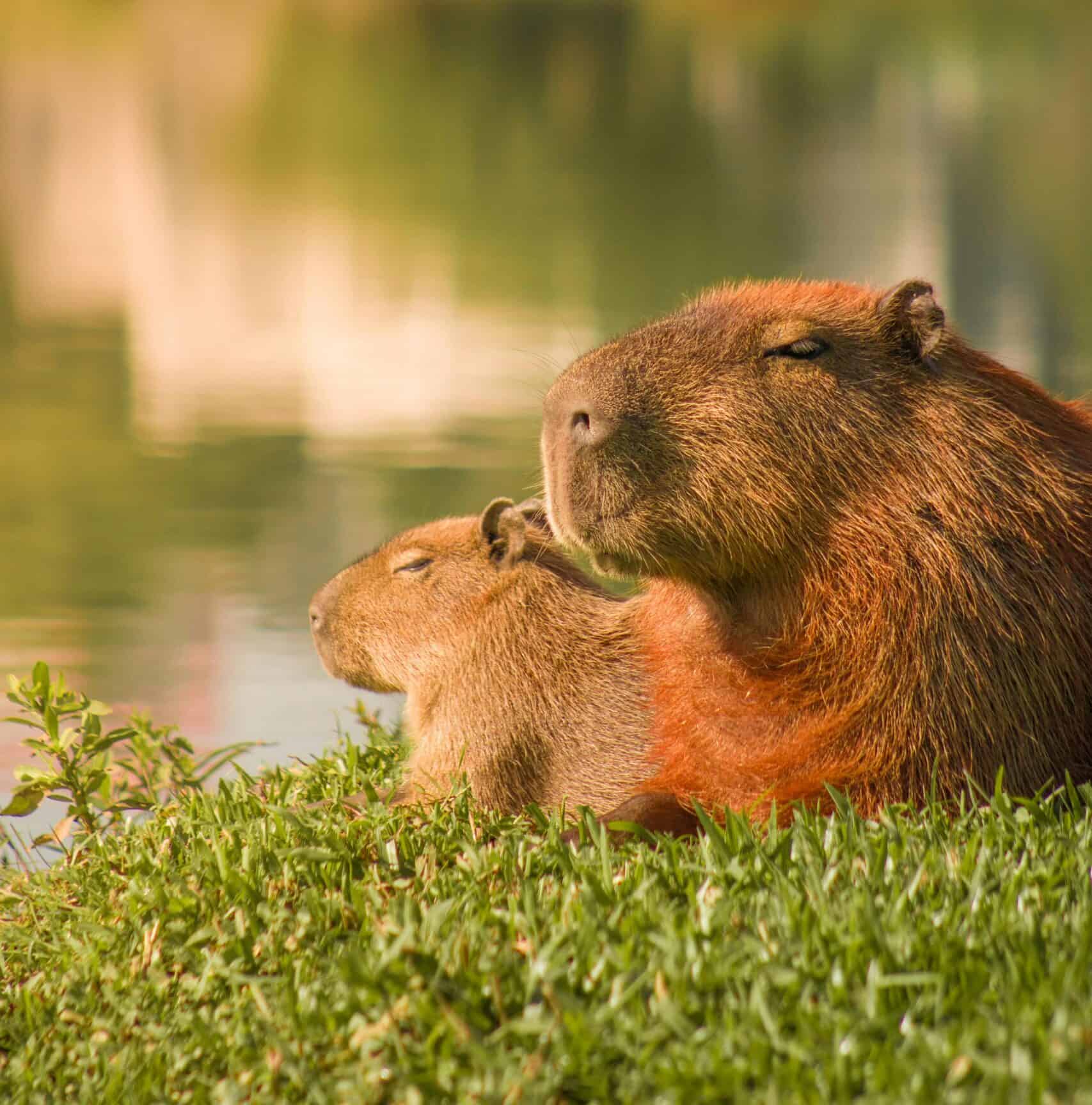 What Do Capybaras Eat and How It Affects Their Health