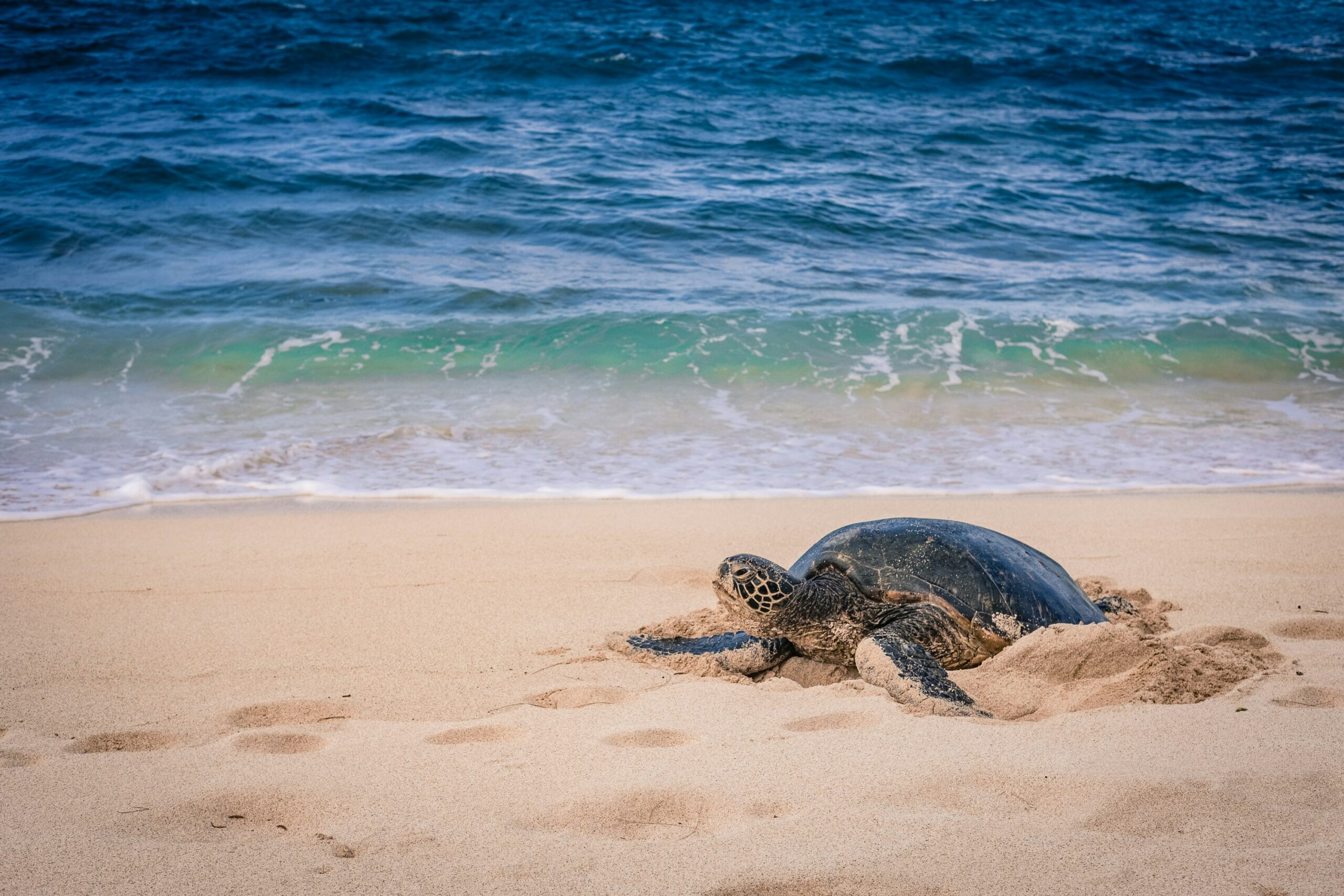 Where Can You Find the Best Snorkeling in Maui to See Sea Turtles?