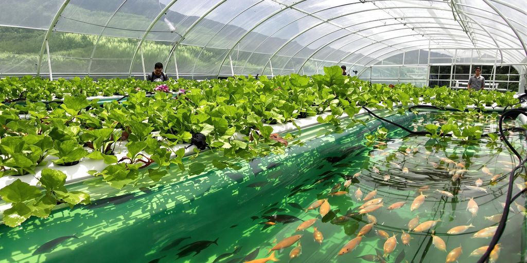 The Future of Sustainable Farming: Exploring Aquaponic Hawaii